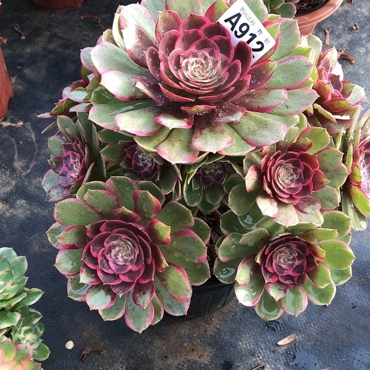 粉花妖多肉91200000000000