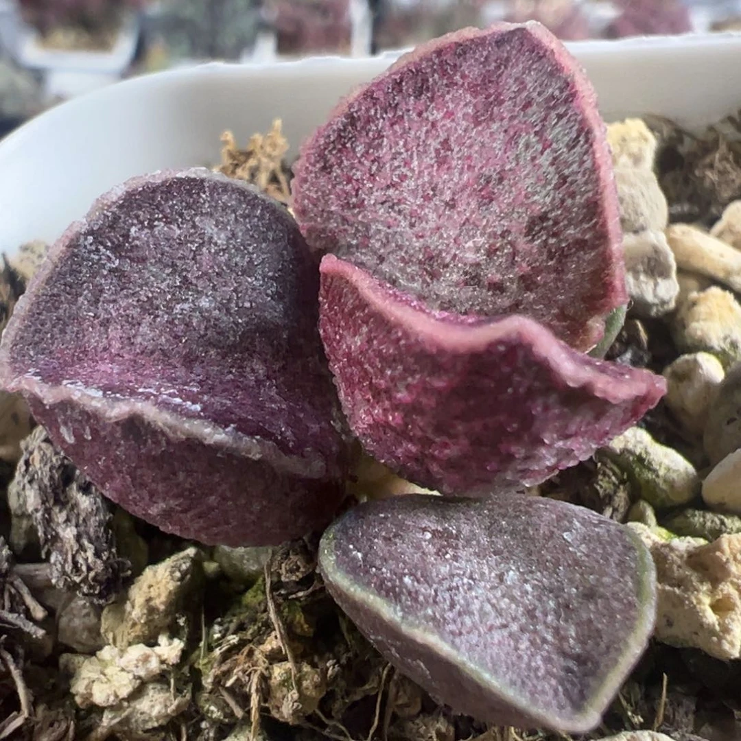 实生新品多肉植物水泡多肉植物