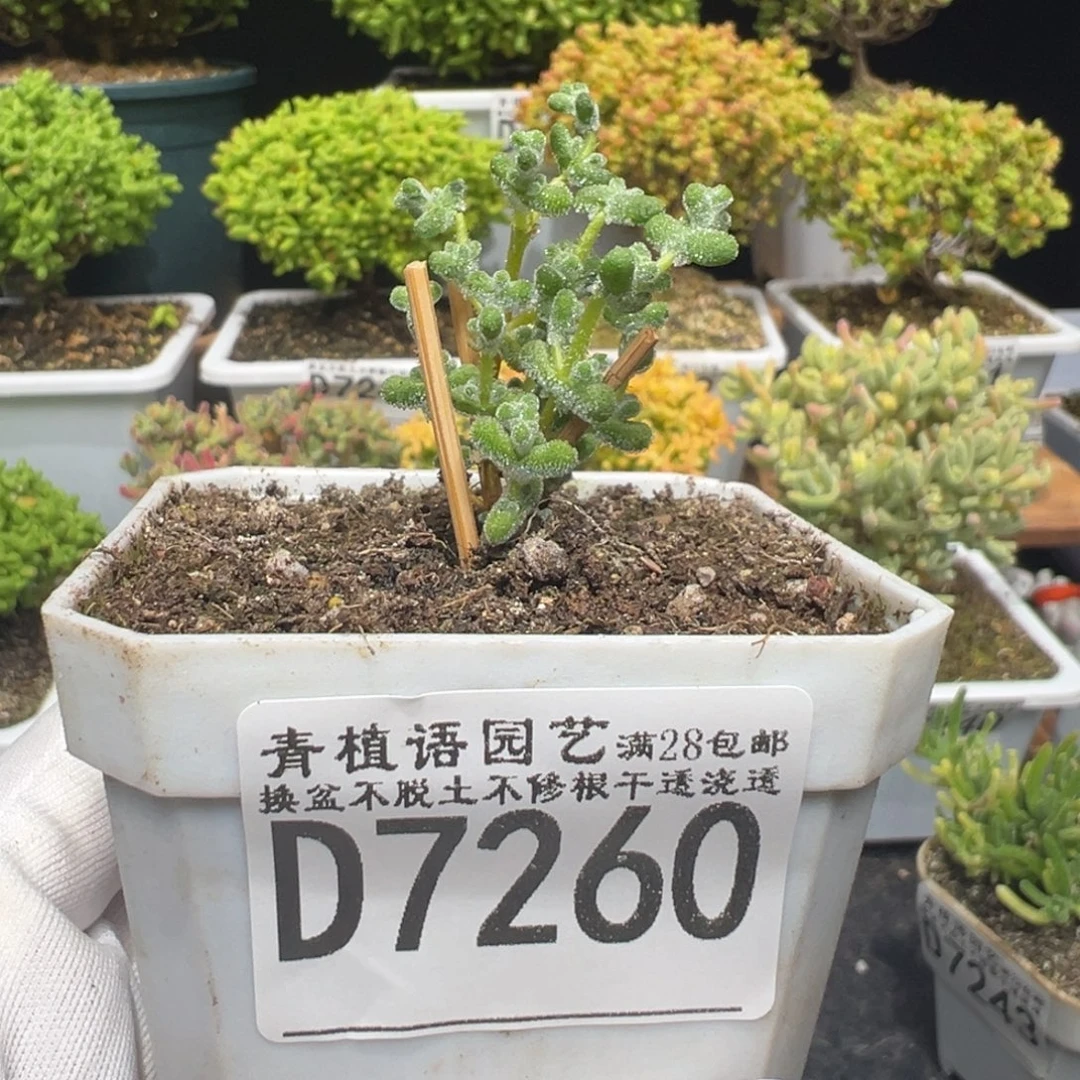 d7260超级莱斯枝干