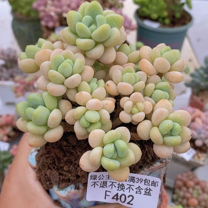 白奶糖老桩10cm402多肉植物