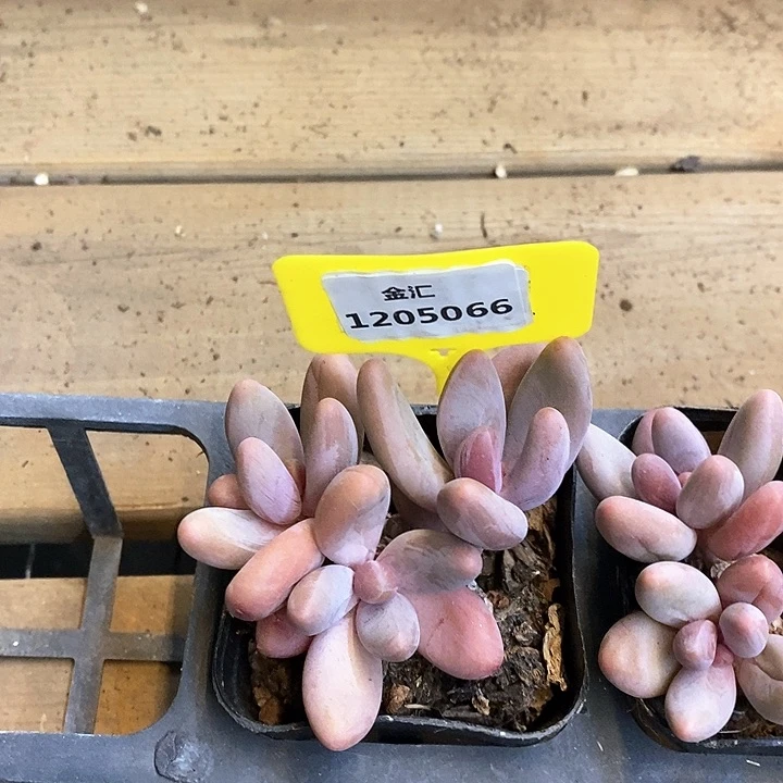 福利多多。1205066