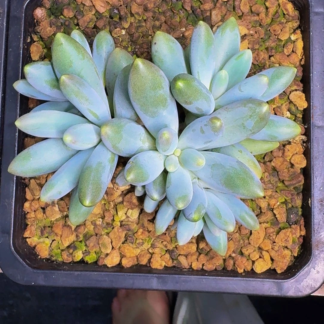 胖体烟花 一物一拍