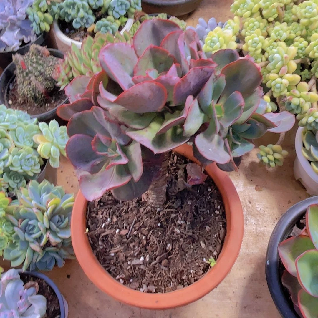 *****0000000000000000100