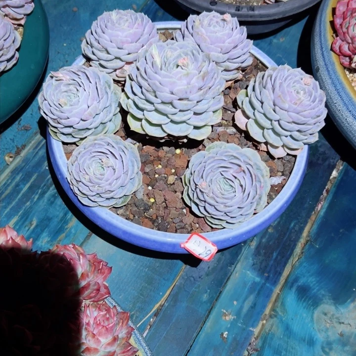 你****精品多肉植物老桩