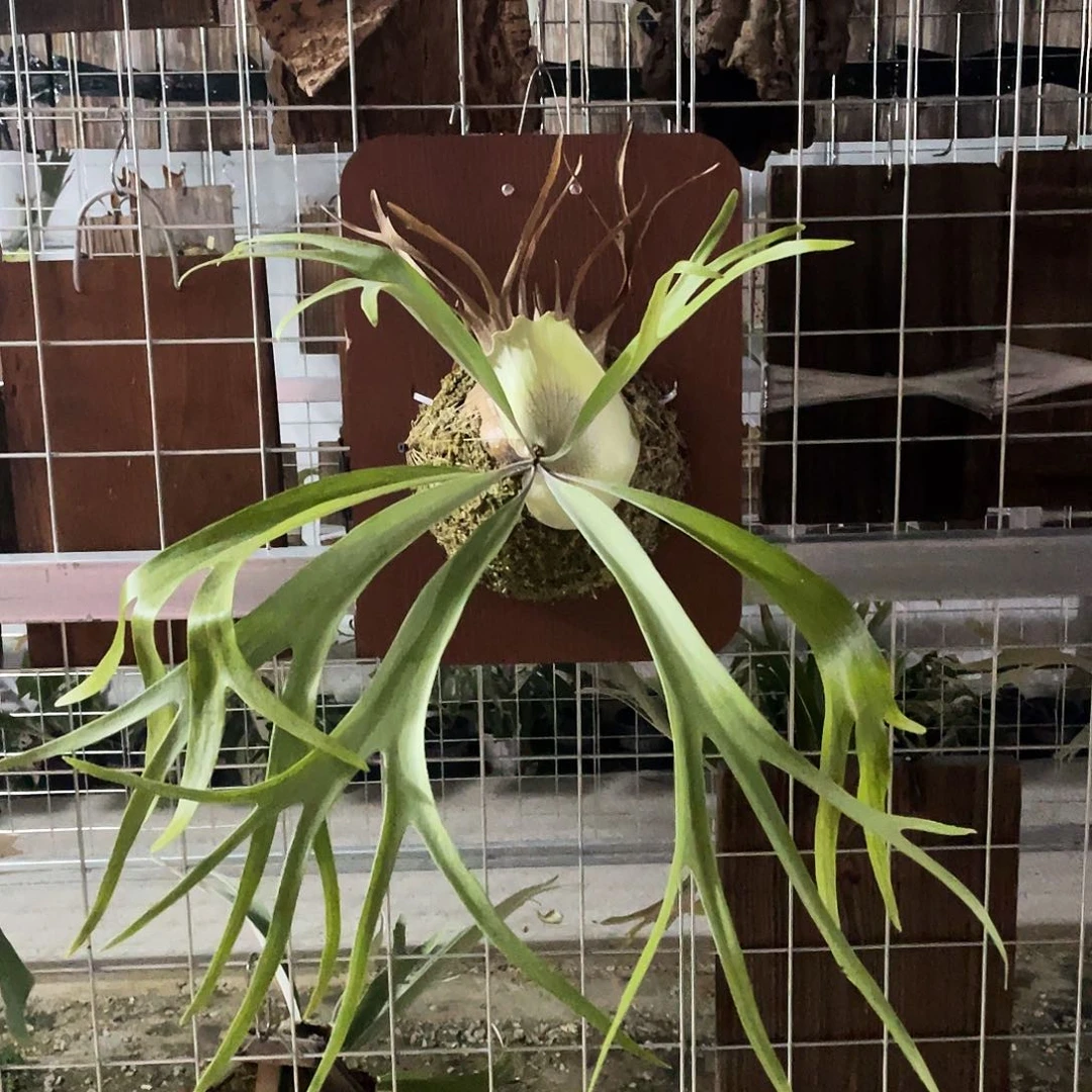 完全开放雷电鹿角