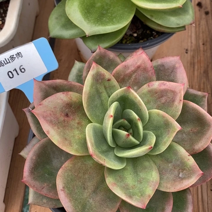 D016- 直播福利 丘比特