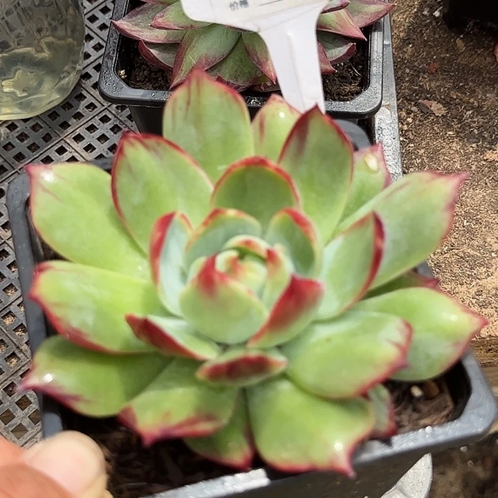 惊鸿一物一拍包装收缩花旱985