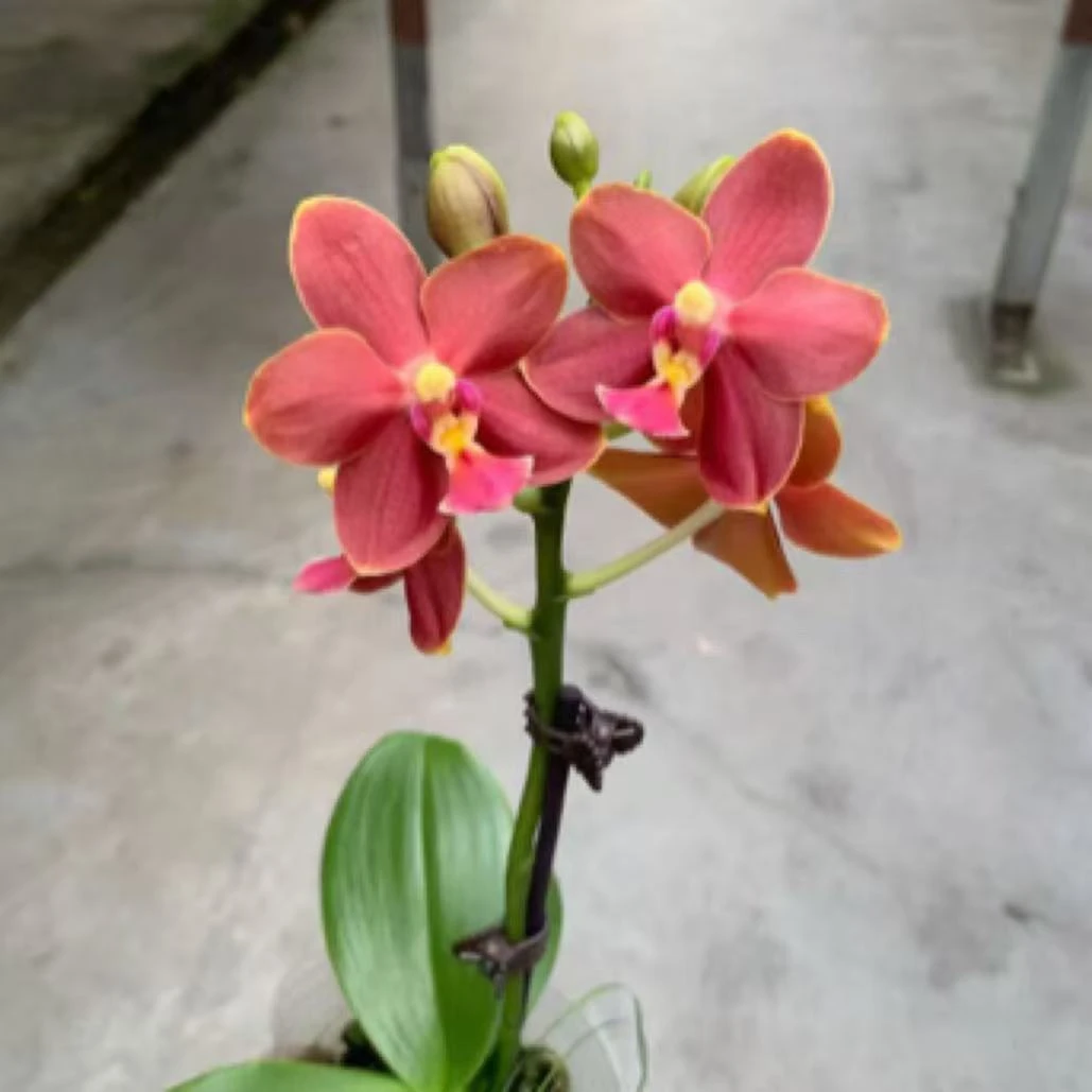 青桔【香香公主花后苗】带花发货 基地直发