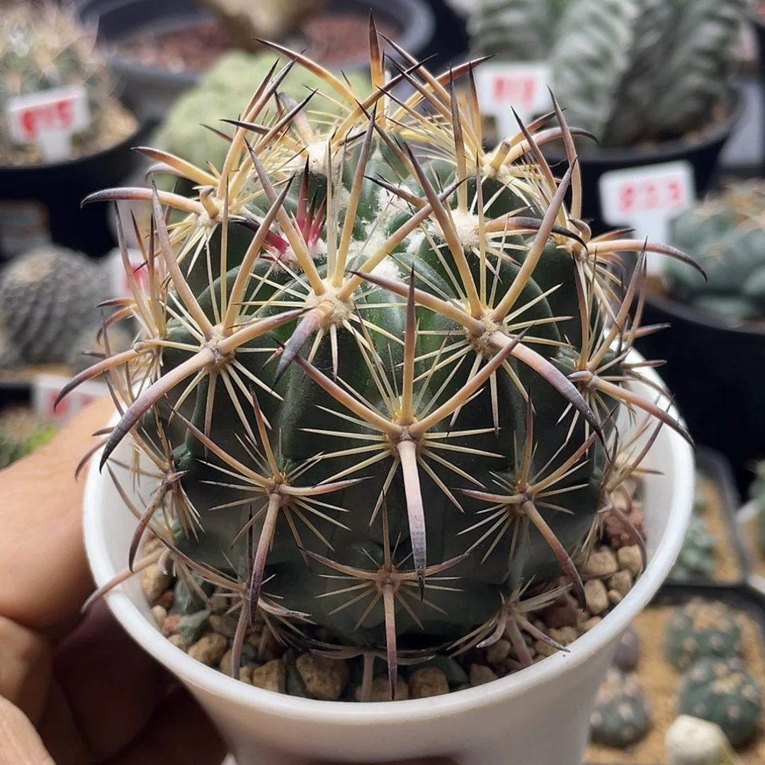 实生强刺虎爪玉仙人球