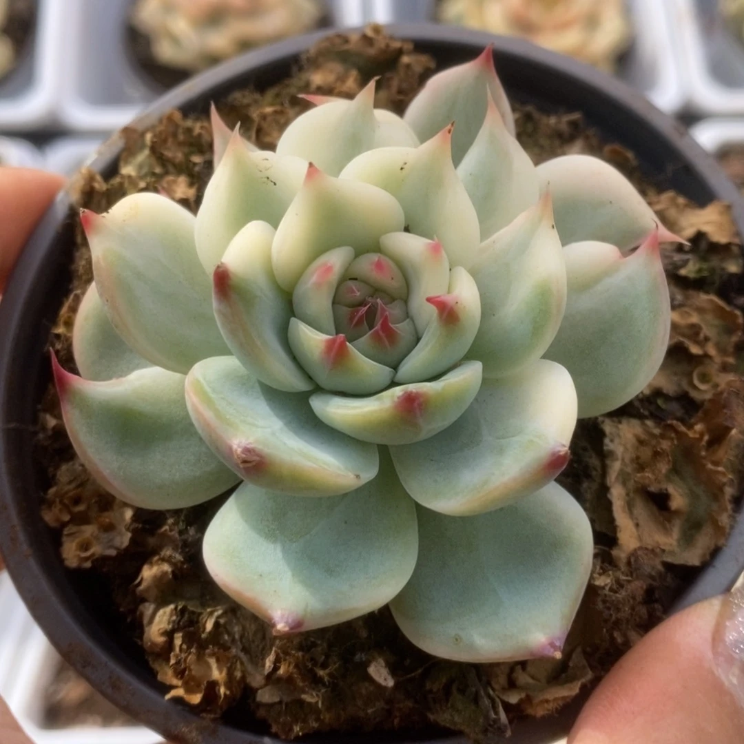 232锦锦锦锦锦锦锦锦