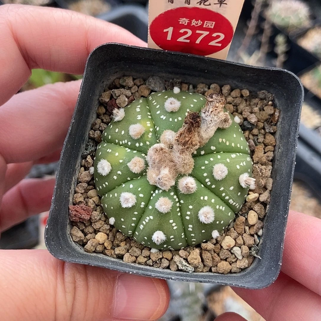 花园兜665776668669