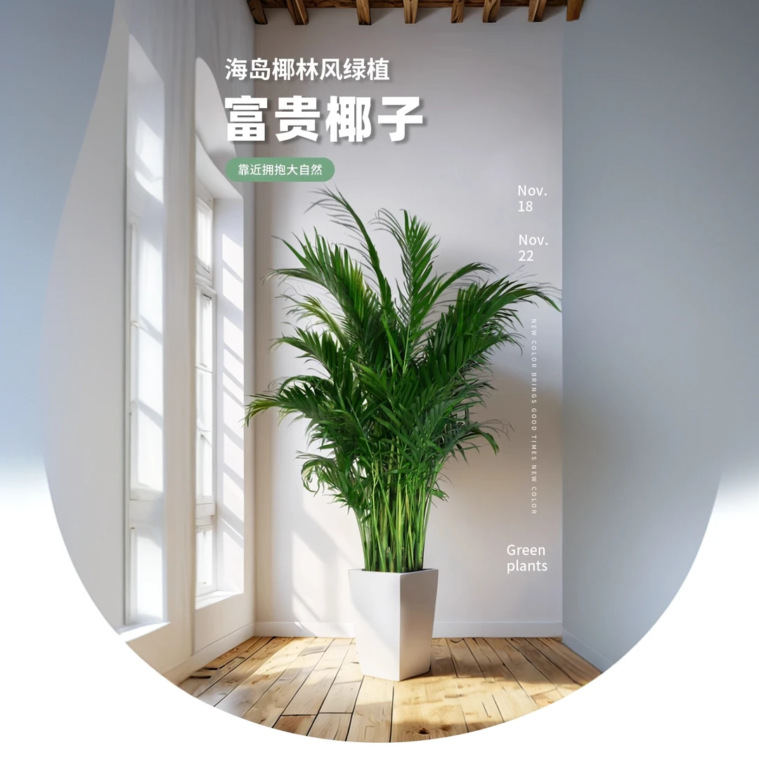 1.7-1.9m富贵椰子室内大型绿植客厅阳台书房绿植盆栽