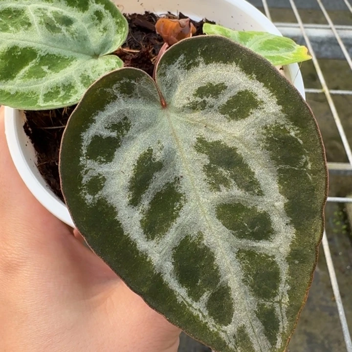 完全开放15号红水晶杂skg银