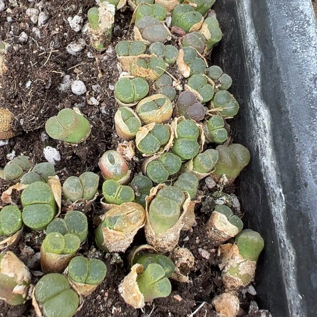 量拍星辰风铃15颗，多肉