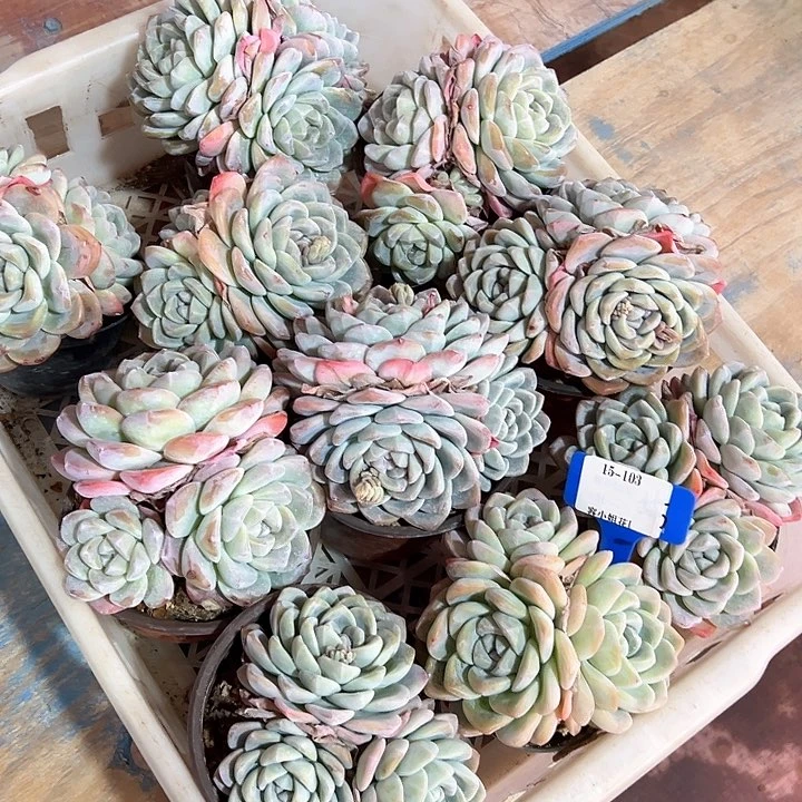 15.103冰玉一个脱土