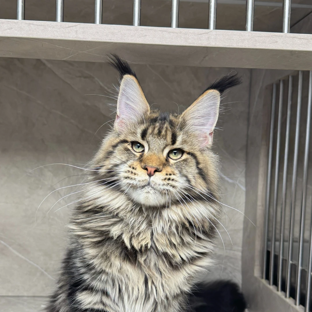 来了姊妹-棕虎缅因猫 妹妹 J18