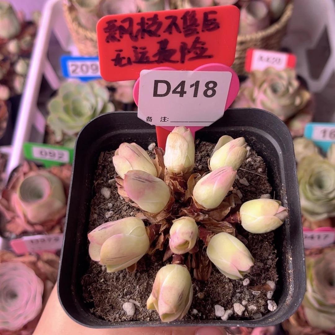 清风晚玫瑰一物一拍D418