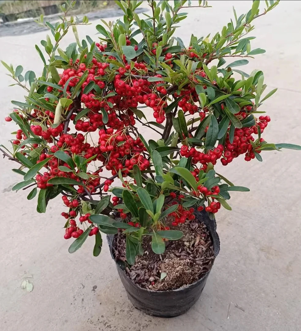 火棘观果植物盆栽四季长青耐寒耐热适合室内外摆放
