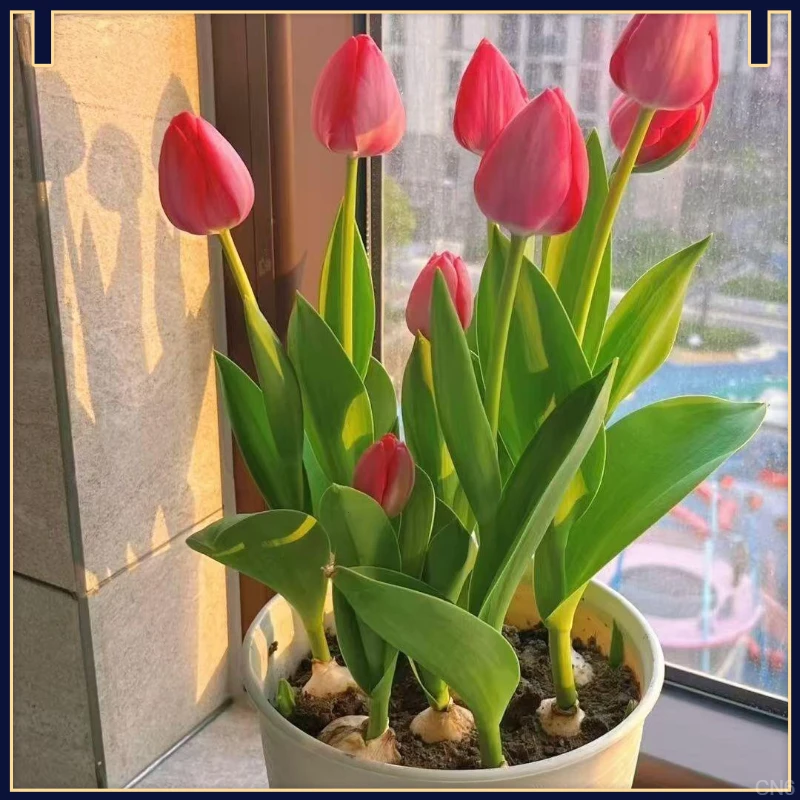 荷兰进口水培郁金香大种球花卉好养活盆栽绿植室内植物四季开花