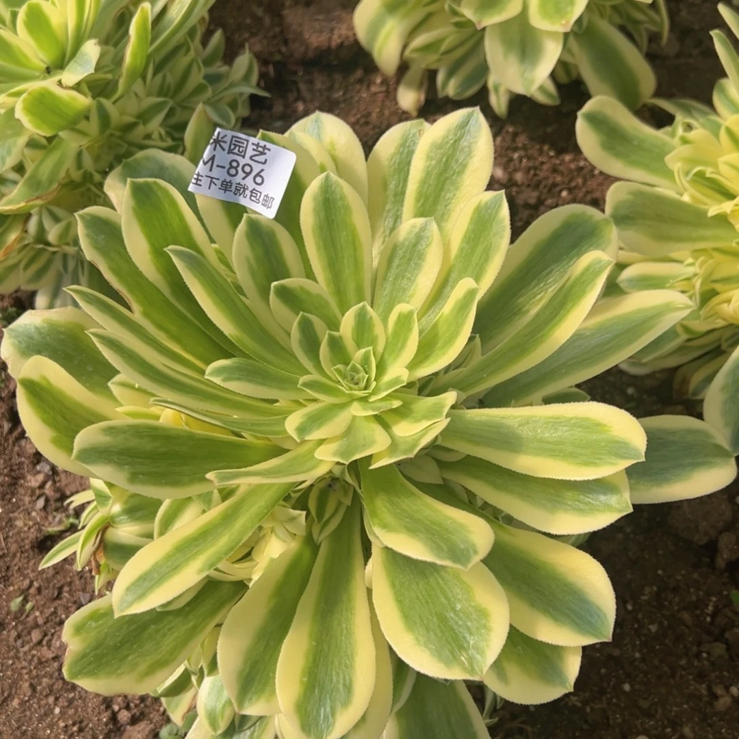 迈巴赫多肉植物892