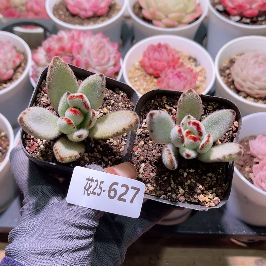 花25-627月兔耳2颗