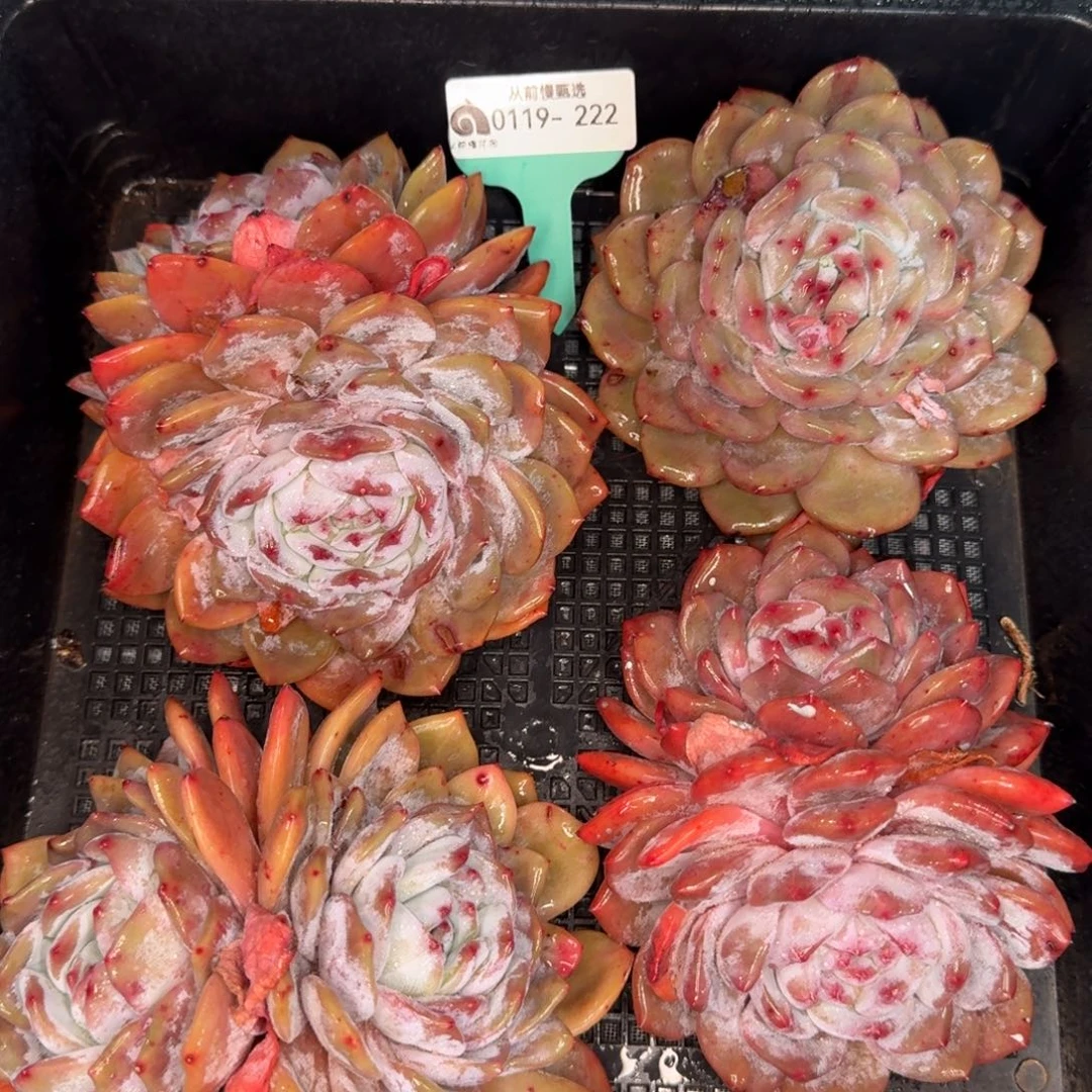 从前慢多肉编号0119-222