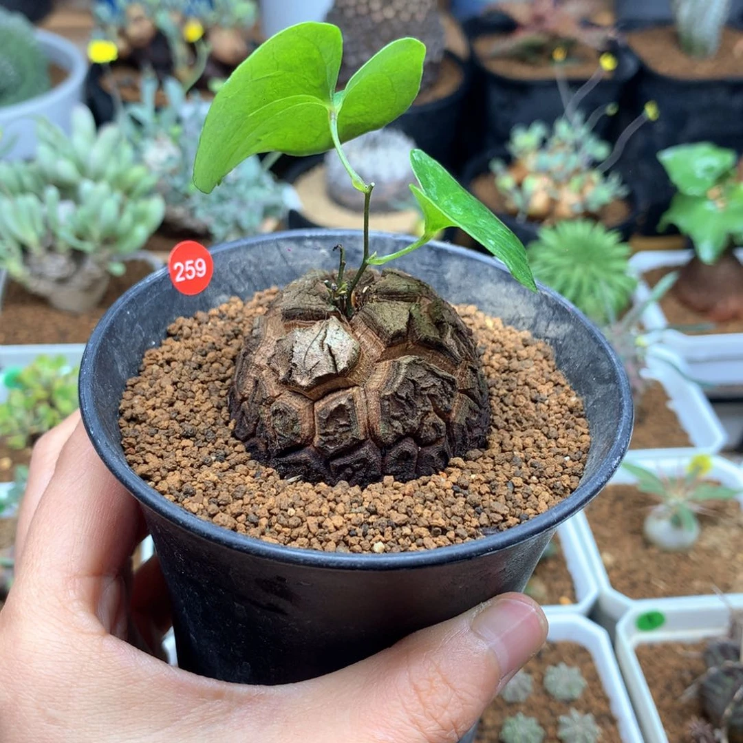 南非龟甲龙带盆4.2cm