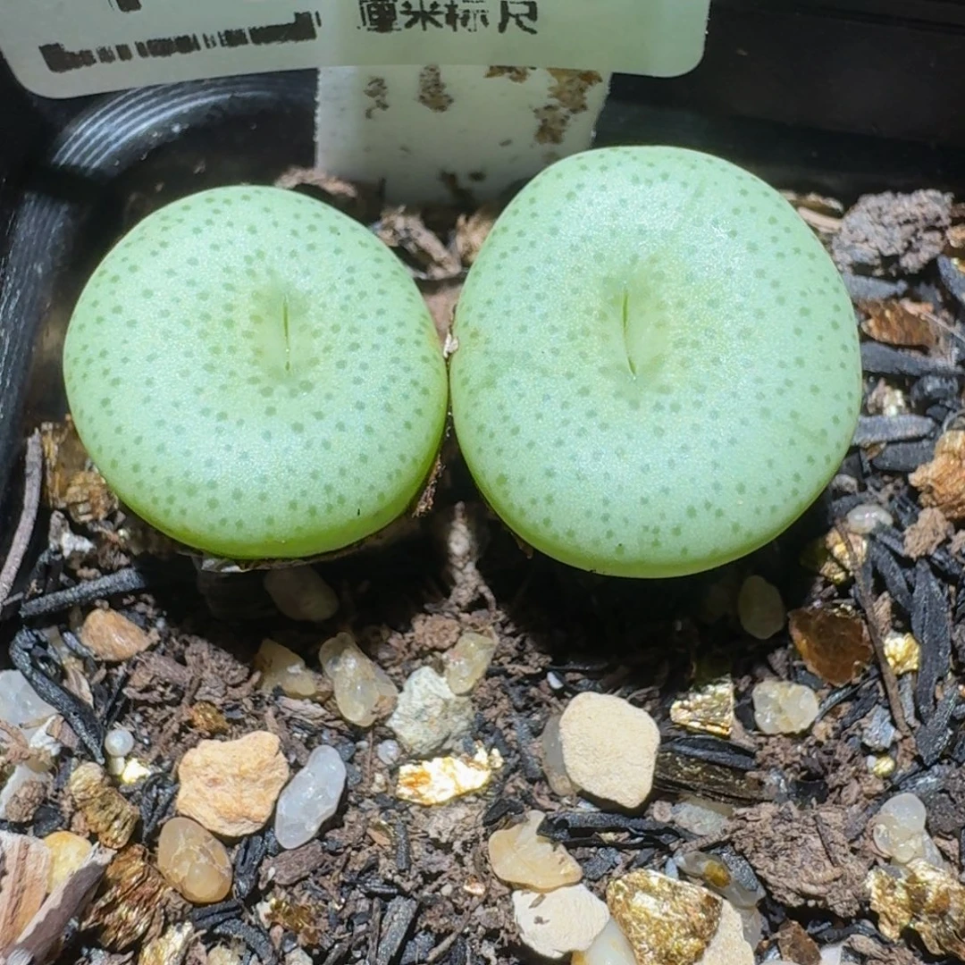 Zzzz精品生石花1369