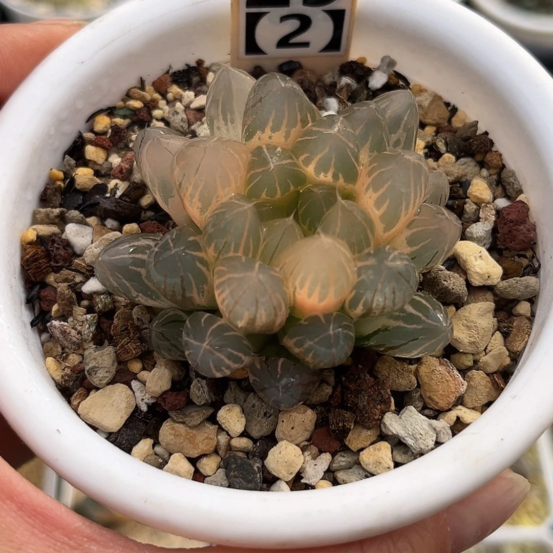 29-2糊斑霓虹灯玉露锦