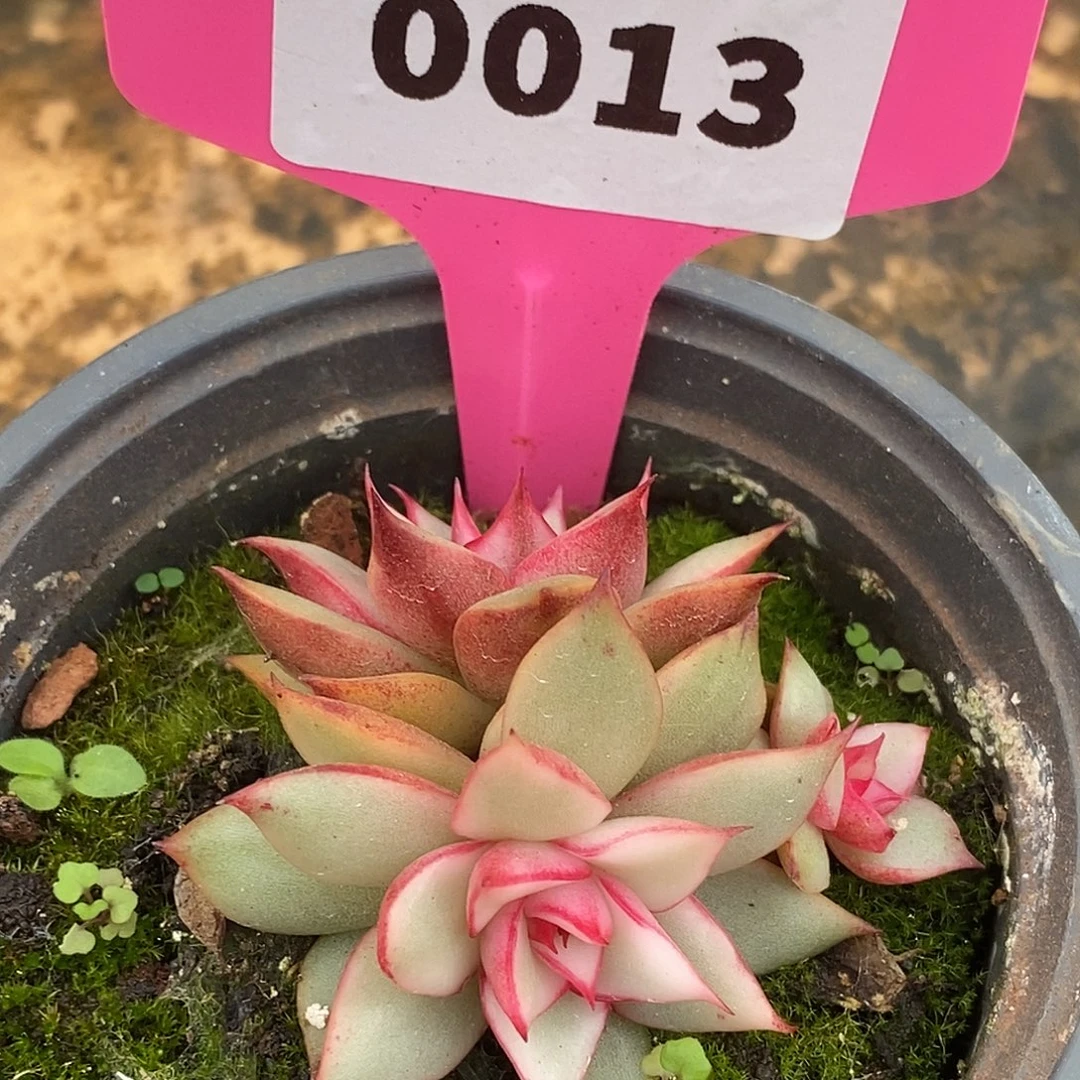 13哈哈哈哈哈哈哈