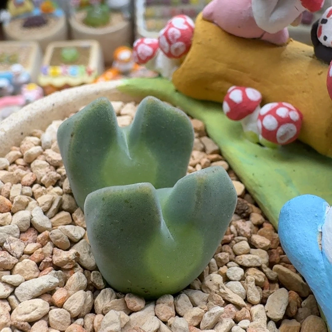 鲸***喜1116-043大眼空蝉