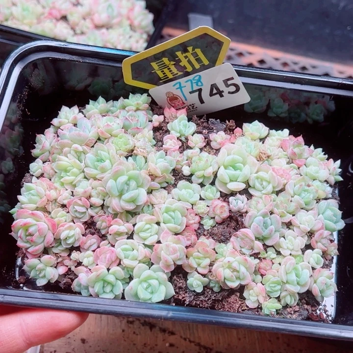 多肉植物多肉植物