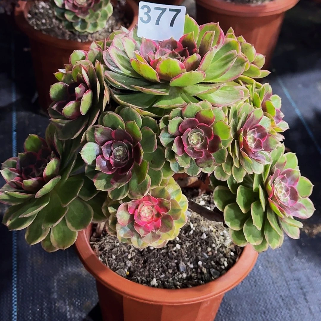 377粉花妖冠服30公分