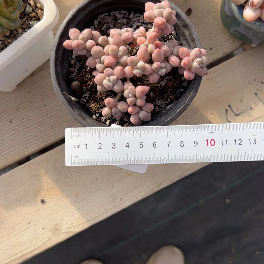 榕***姐318多肉植物组合盆栽