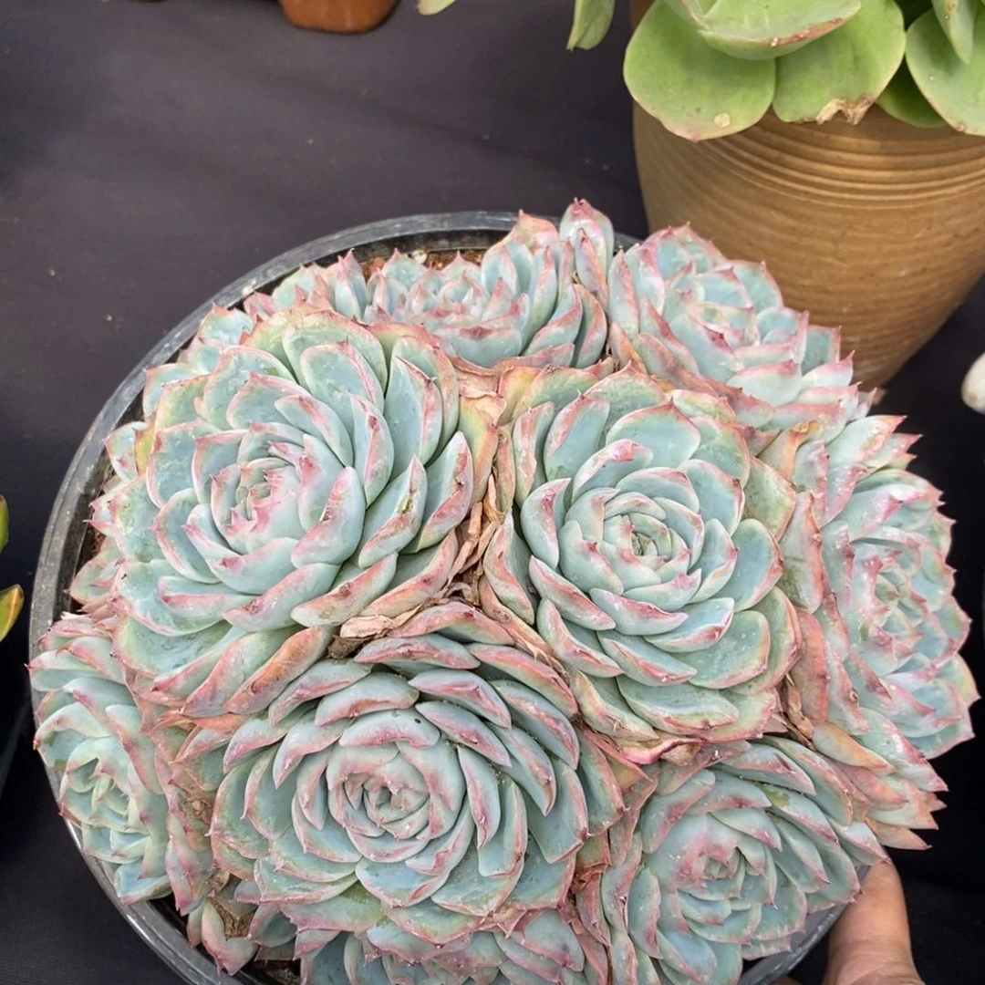 两单包邮1012-22侧影