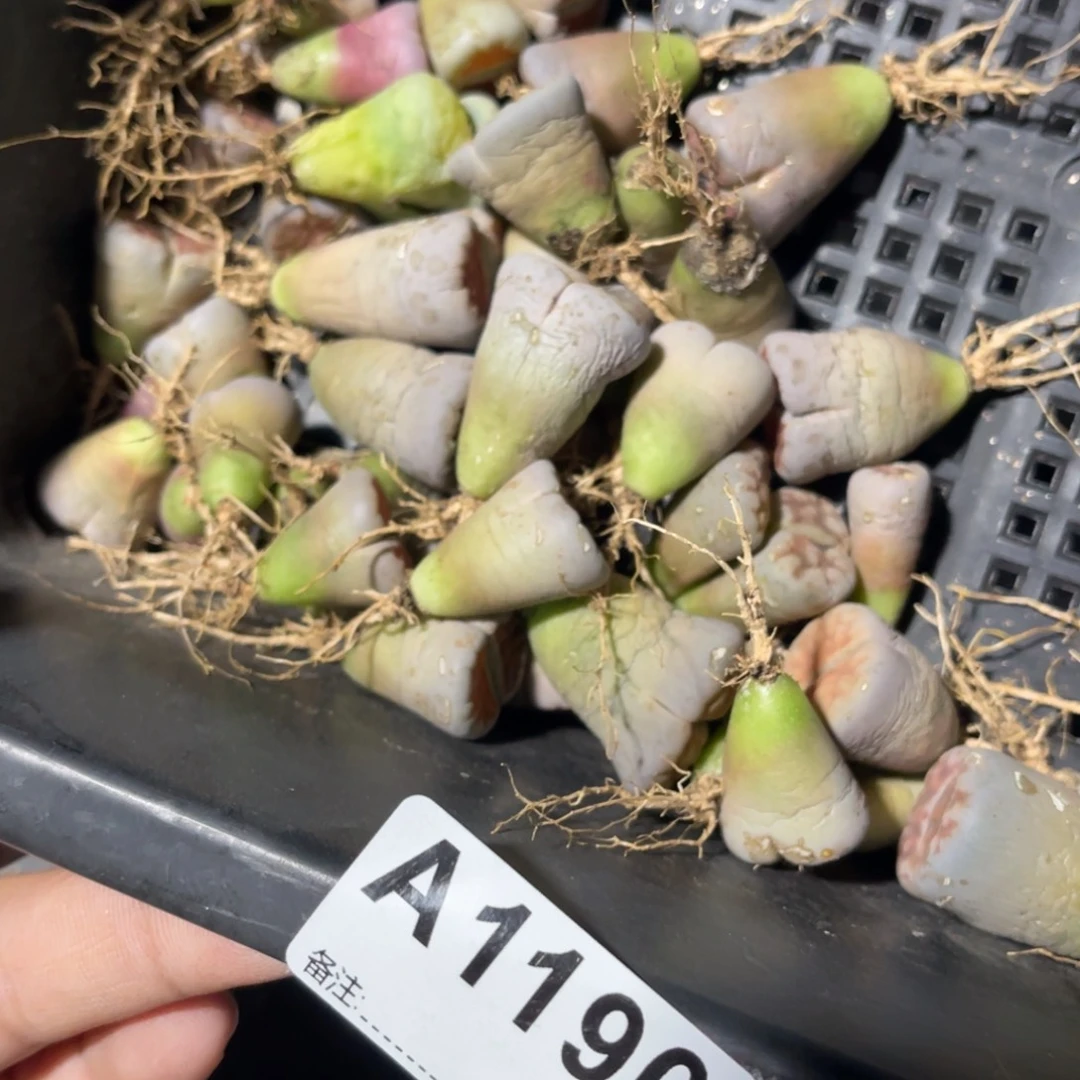 陈***希1190福利筐1不售后