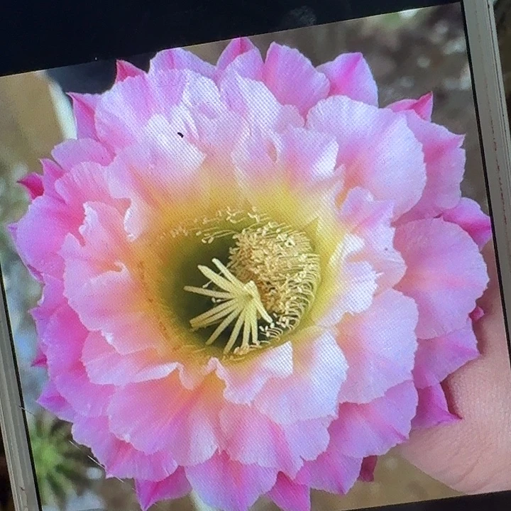 河岸侧芽5公分左右毛花柱（满20包邮）