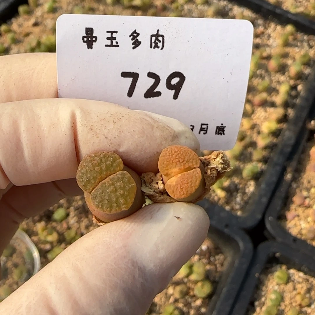 咬****?多肉多肉多肉3.30-729