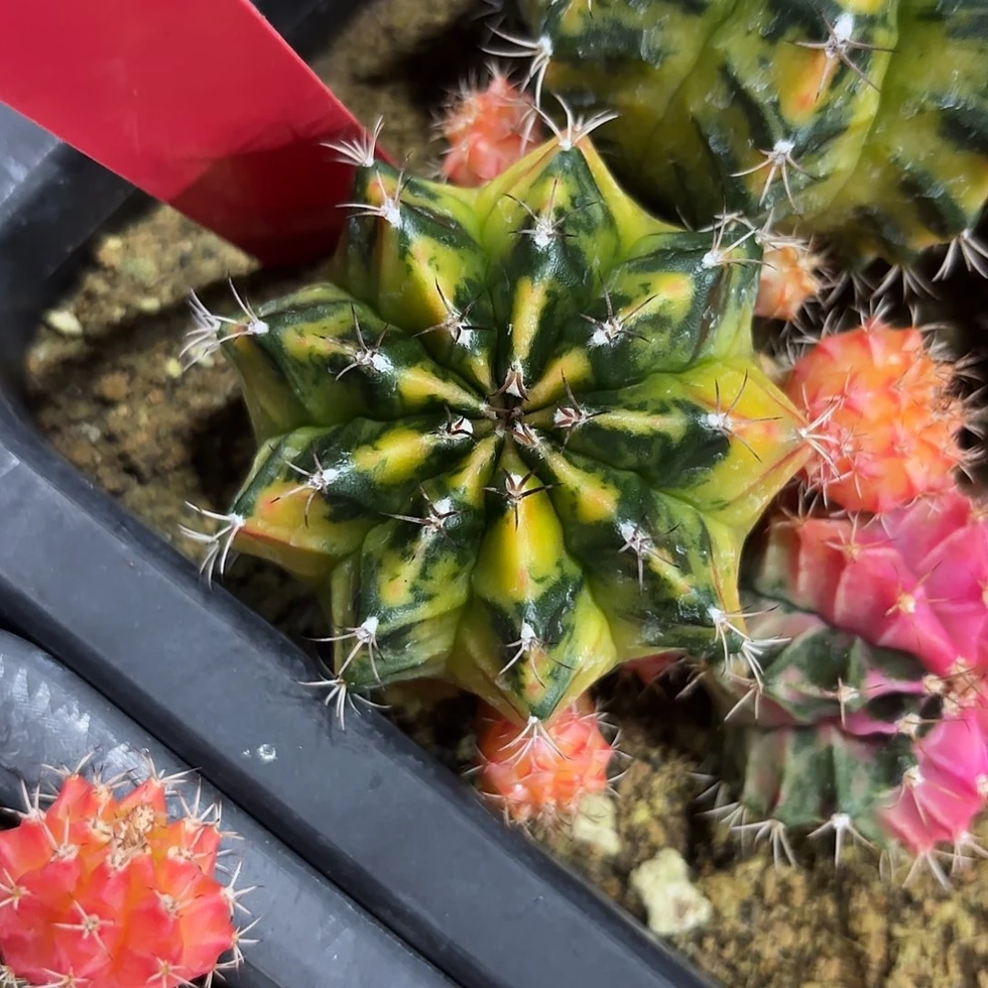 327-1030泰国发货多肉