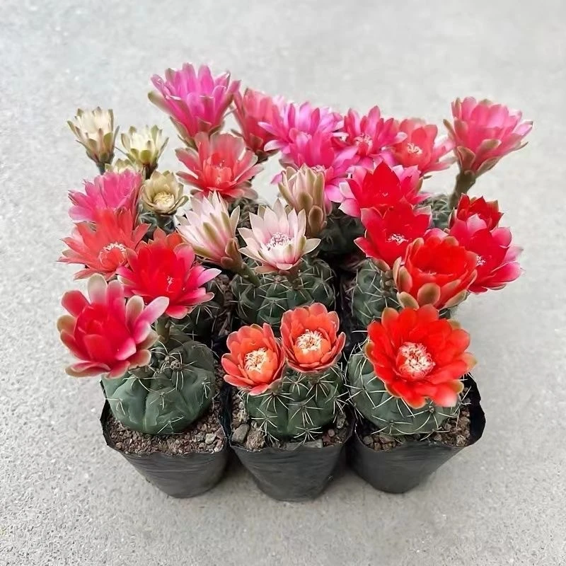 绯花玉仙人球好养活绯花玉小盆栽桌面绿植防辐射多肉植物室内开花