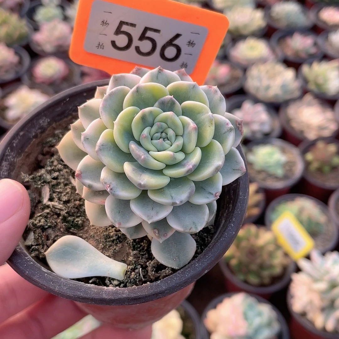 粉布偶锦556号多肉