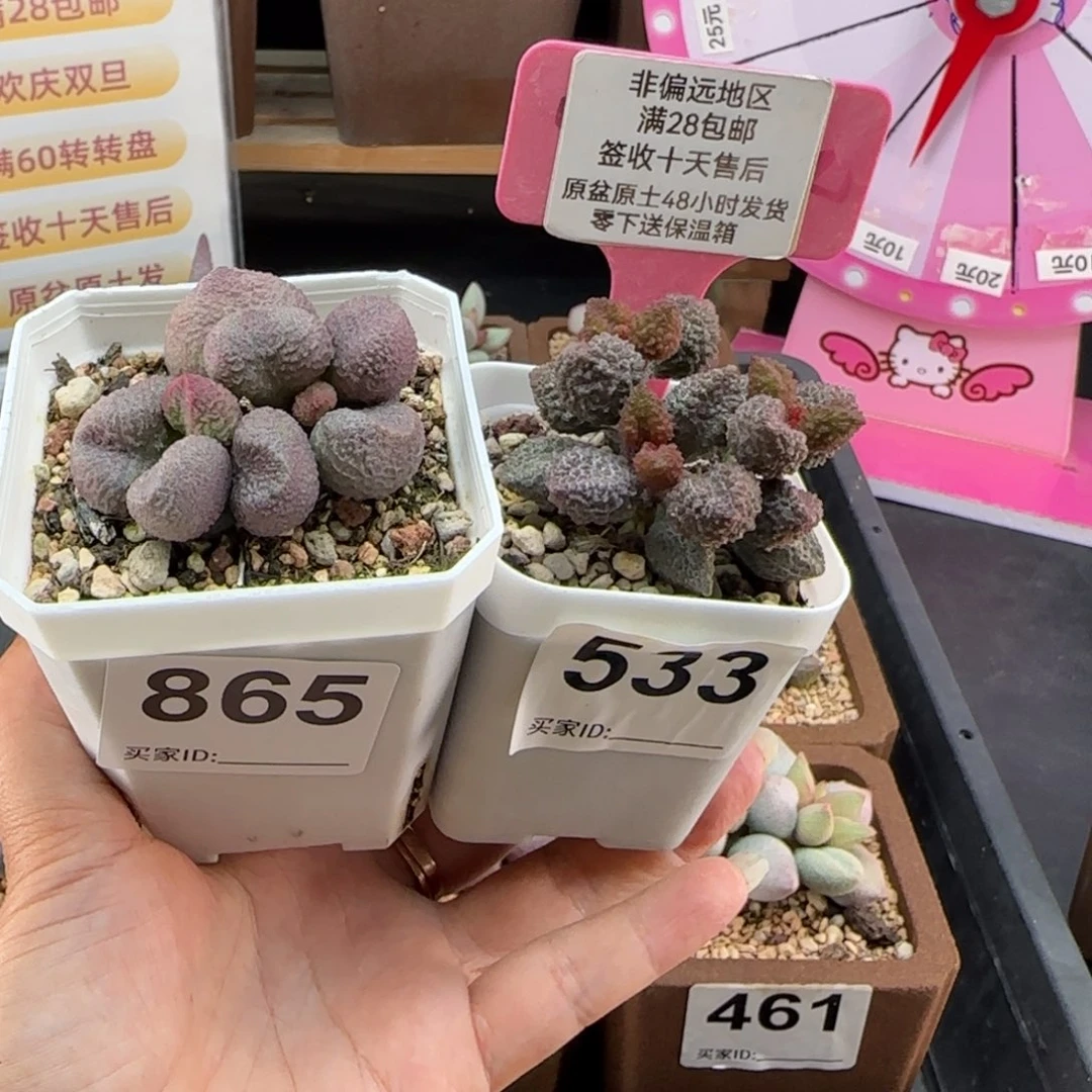 865水蜜桃20荔枝皮20多肉植物