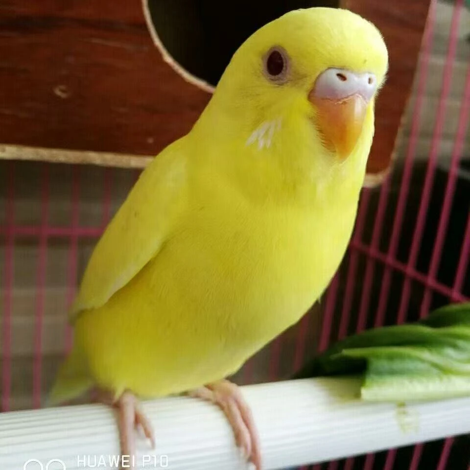 手养会说话的宠物鸟活体观赏纯黄红眼纯白红眼黄化包邮