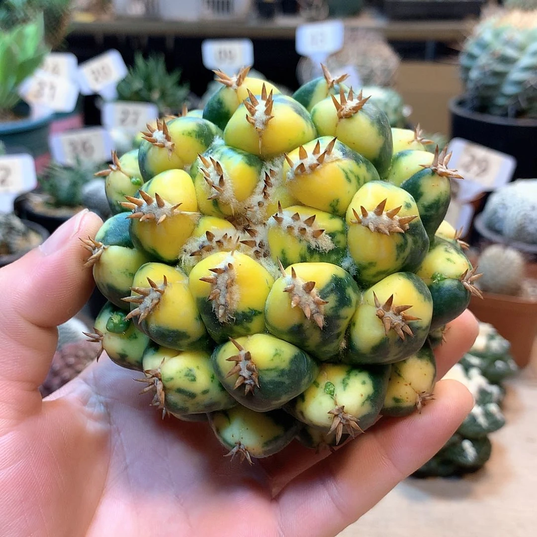 短豪刺獠牙锦