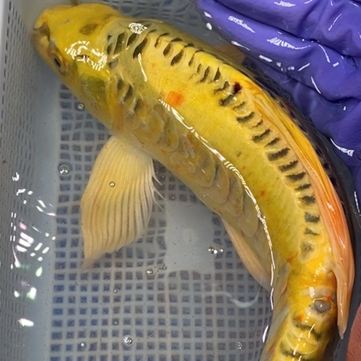 锦鲤冷水锦鲤（无开箱视频不售后）