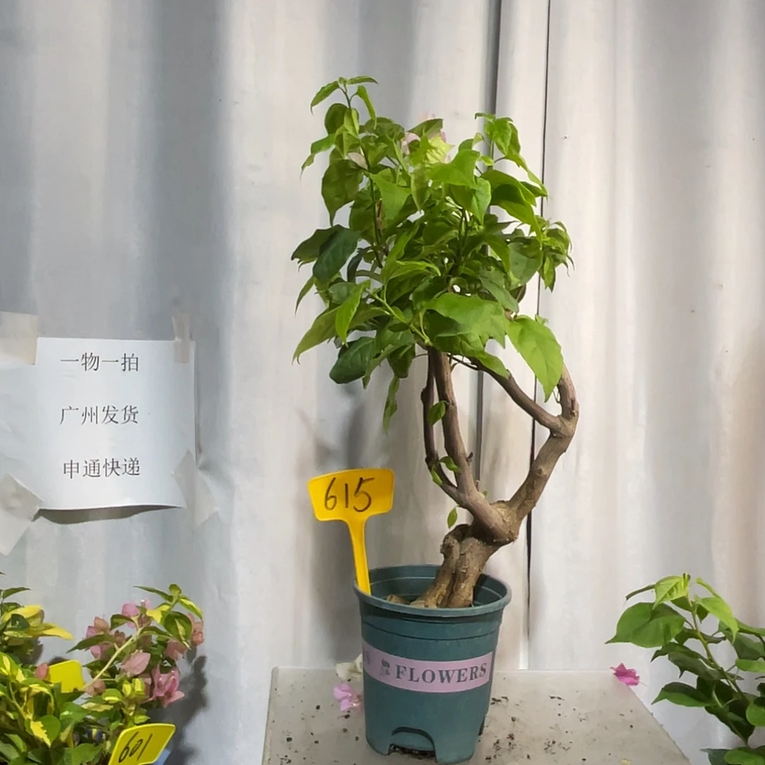 当前无花栽培后可以开花615广红樱桩