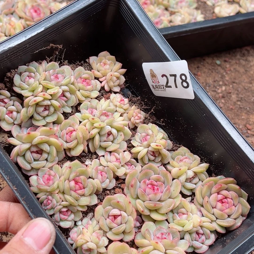 娜多肉植物多肉植物