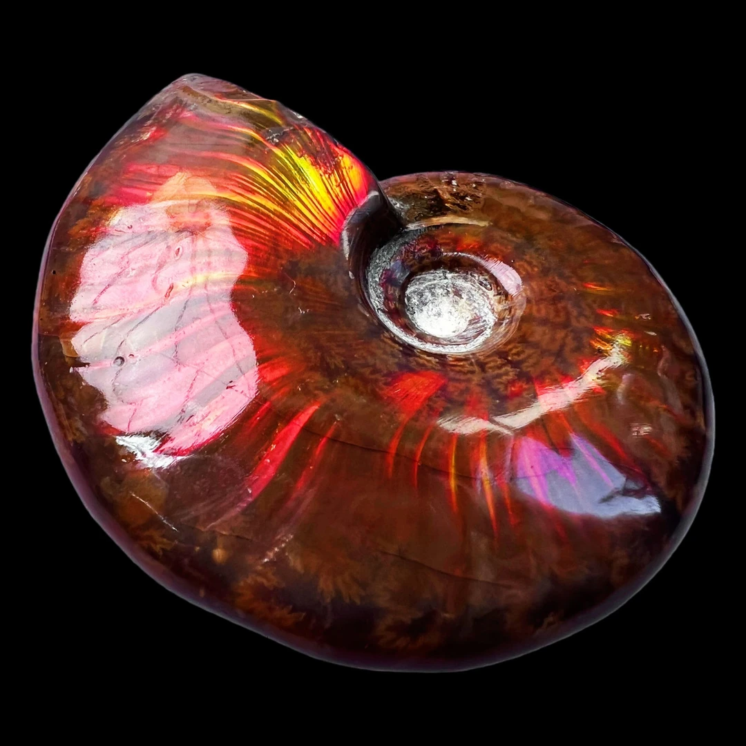 【 叶菊石（火凤凰）】62.5mm 马达加斯加 古贝壳 N-50 创意饰品 A91