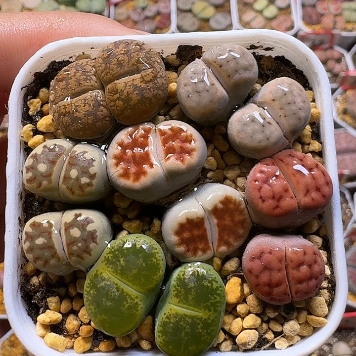 生石花11111122。   111