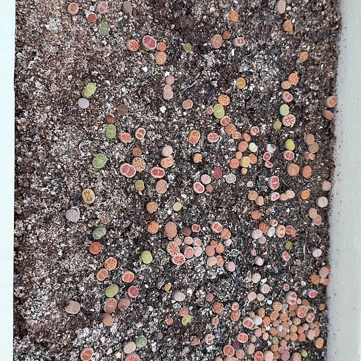 448生石花整筐脱土发货
